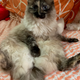 Frizzy says, “Pet my tummy!”
